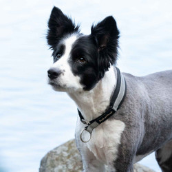 Coleira para cão Molly Back on Track Preto / prata