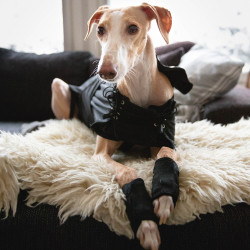 Casaco Greyhound para cão Back on Track Preto Casaco Greyhound para cão Back on Track Preto