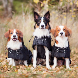 Casaco impermeável forrado para cão Back on Track Preto Casaco impermeável forrado para cão Back on Track Preto