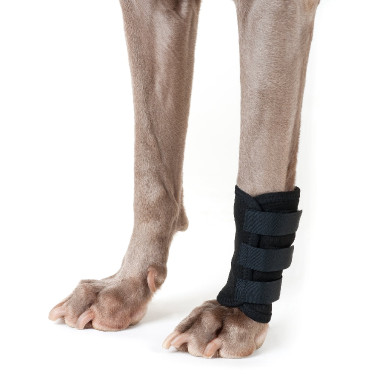 Proteção para patas dianteiras Back on Track para cão Proteção para patas dianteiras Back on Track para cão