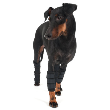 Proteção para patas dianteiras Back on Track para cão Proteção para patas dianteiras Back on Track para cão