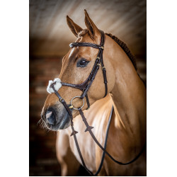 Bridon LeMieux Grackle Havana Castanho