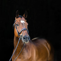 Bridão anatômico Clermont Horze Castanho escuro