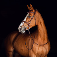 Filet Sion met teugels Horze Preto Filet Sion met teugels Horze Preto