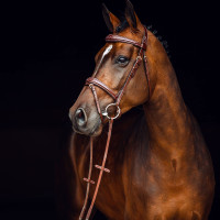 Filet Sion met teugels Horze Castanho