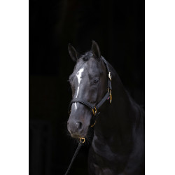 Cabresto TopLine Covalliero Preto