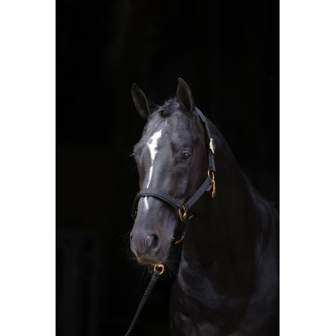 Cabresto TopLine Covalliero Preto