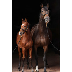 Cabresto TopLine Covalliero Preto
