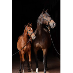 Cabresto TopLine Covalliero Preto