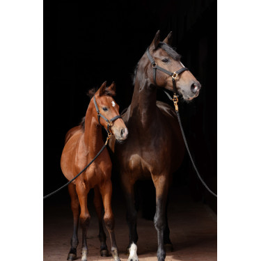 Cabresto TopLine Covalliero Preto