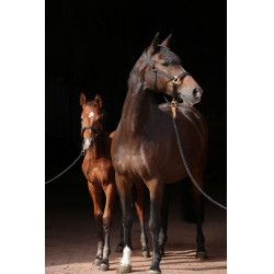 Cabresto TopLine Covalliero Preto