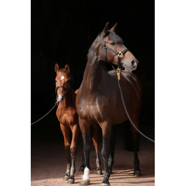Cabresto TopLine Covalliero Preto