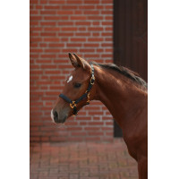 Cabresto para potro TopLine Covalliero Azul-marinho Cabresto para potro TopLine Covalliero Azul-marinho