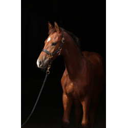 Cabresto para potro TopLine Covalliero Cabresto para potro TopLine Covalliero