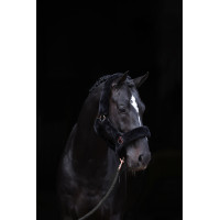 Halster SuperSoft Covalliero Preto Halster SuperSoft Covalliero Preto