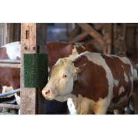 Placa de raspagem e limpeza KratzPad Kerbl Verde Placa de raspagem e limpeza KratzPad Kerbl Verde