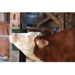 Placa de raspagem e limpeza KratzPad Kerbl Placa de raspagem e limpeza KratzPad Kerbl