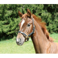 Veulenhalster Eco Covalliero Preto Veulenhalster Eco Covalliero Preto