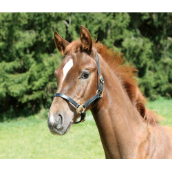 Veulenhalster Eco Covalliero Preto