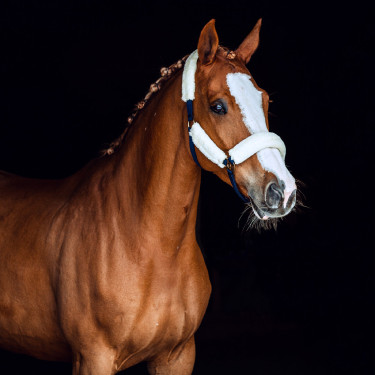 Cabresto com lã Horze Lincoln Vestido azul / branco quebrado Cabresto com lã Horze Lincoln Vestido azul / branco quebrado