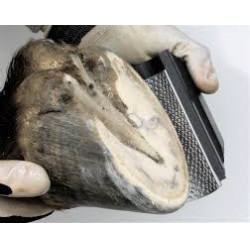 RAPE RADIUS RASP PRO RAPE RADIUS RASP PRO