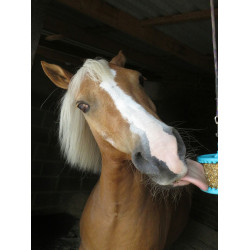 Pierre à lécher Likit Pierre à lécher Likit