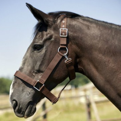 Licol Norton Cheval de Trait Marron
