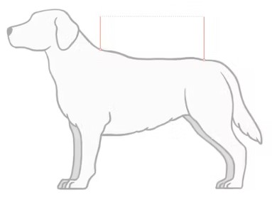 Ilustração do guia de tamanhos para Equipamento para cão Kentucky